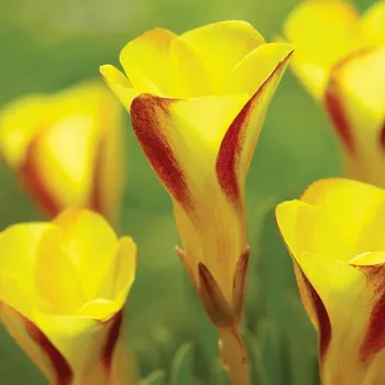 Semeno Šťavel dvoubarevný Golden cape - Oxalis - hlízy šťavelu - 3 ks