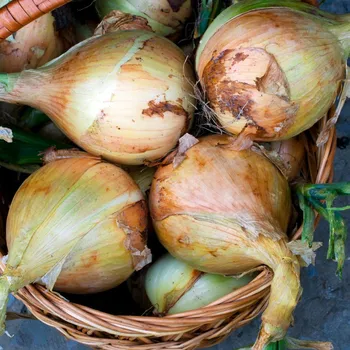 Semeno Cibule Exhibition - Allium cepa - semena cibule - 100 ks