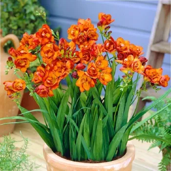 Semeno Frézie plnokvětá oranžová - Freesia - hlízy frézie - 3 ks