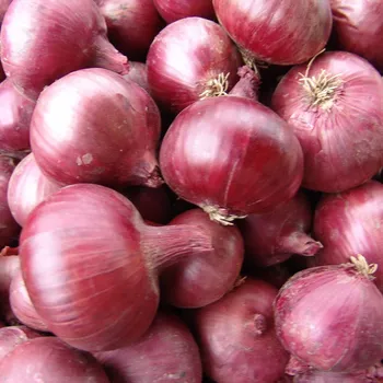 Semeno Cibule jarní červená Karmen - Allium cepa - semena cibule - 200 ks