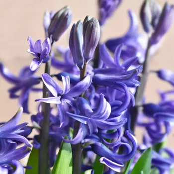 Semeno Hyacint mnohokvětý modrý - Hyacinthus - cibule hyacintu - 1&nbsp;ks
