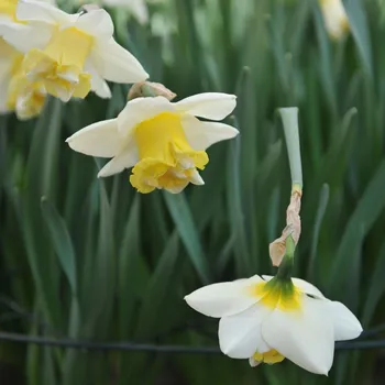Semeno Narcis Popeye - Narcissus - cibule narcisu - 3 ks