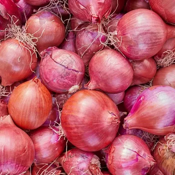 Semeno Cibule šalotka Camelot F1 50 ks