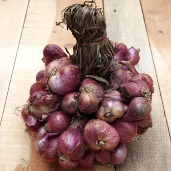 Semeno Cibule Zebrune - Allium cepa var aggregatum - semena cibule - 70 ks