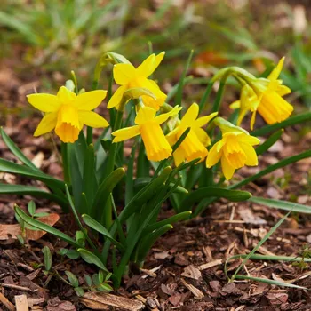 Semeno Narcis Tete a Tete - Narcissus - cibule narcisu - 3 ks