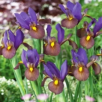 Semeno Kosatec Tigereye - Iris hollandica - cibulky kosatce - 3 ks