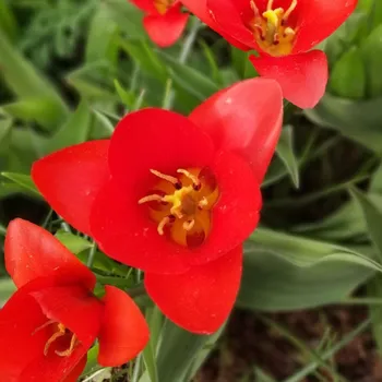 Sazenice Tulipán Showinner - Tulipa - cibule tulipánu - 3 ks