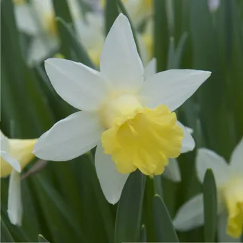 Semeno Narcis Topolino - Narcissus - cibule narcisu - 3 ks