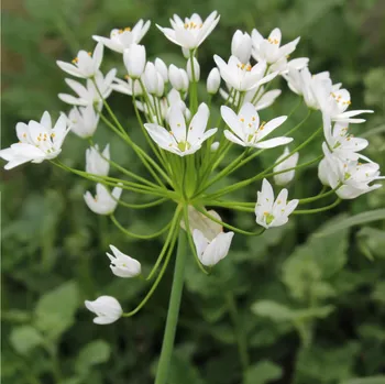 Sazenice Česnek okrasný bílý - Allium neapolitanum - cibule okrasného česneku - 3 ks
