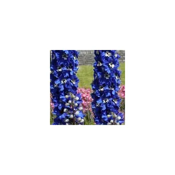 Sazenice Delphinium x cultorum Pacific Giant Blue Bird