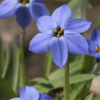 Semeno Jarní hvězdička Jessie - Ipheion uniflorum - cibulky ifejonu - 5&nbsp;ks