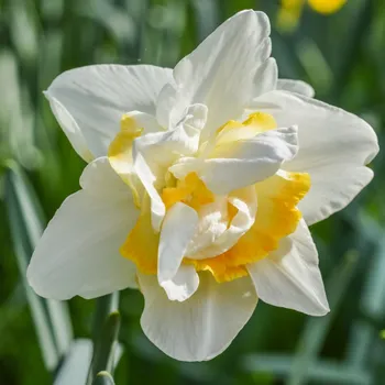Semeno Narcis White Lion - Narcissus - cibule narcisu - 3 ks