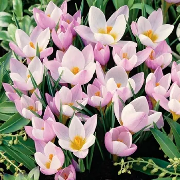 Sazenice Krokus Firefly - Crocus sieberi - hlízy krokusu - 3 ks