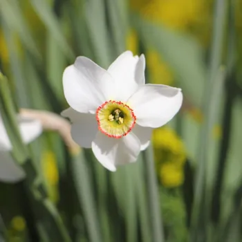 Semeno Narcis Dreamlight - Narcissus - cibule narcisu - 3 ks