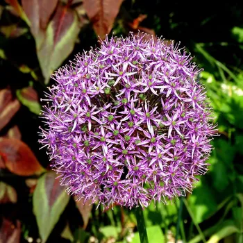 Sazenice Česnek Christophii - Allium christophii - cibule okrasného česneku - 2 ks