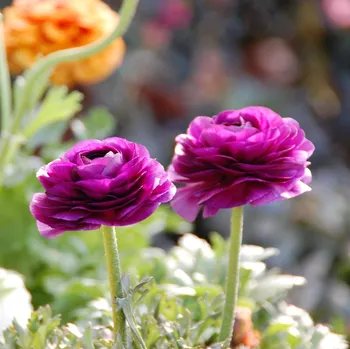 Semeno Pryskyřník plnokvětý Tomer Purple - Ranunculus asiaticus - hlízy pryskyřníku - 3&nbsp;ks