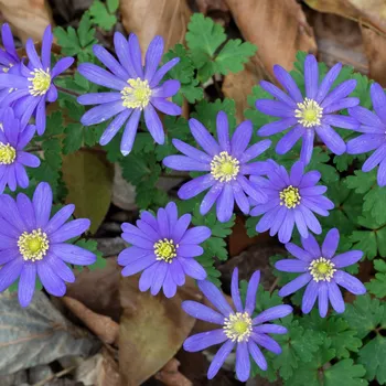 Semeno Sasanka Blue Shades - Anemone blanda - hlízy sasanky - 3 ks