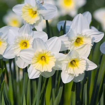 Semeno Narcis Mount Hood - Narcissus trumpet - cibule narcisu - 3 ks