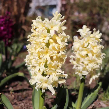 Semeno Hyacint Gipsy Princess - Hyacinthus L. - cibule hyacintu - 1 ks