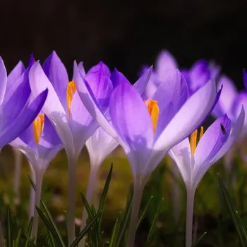 Sazenice Krokus Tomasiniho Lilac Beauty - Crocus tommasinianus - hlízy krokusu - 3 ks