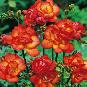 Sazenice Frézie plnokvětá červená - Freesia - hlízy frézie - 3 ks