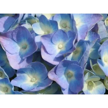 Sazenice Hortenzie velkolistá 'Bodensee' Balení: kontejner VKR2