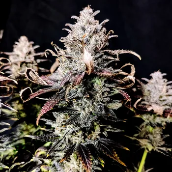 Semeno Pure Instinto - Mimosa 3 ks