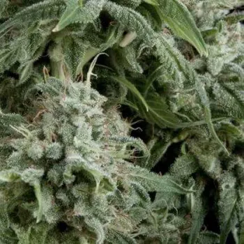 Semeno Pyramid Seeds - Auto Northern Lights 3 ks