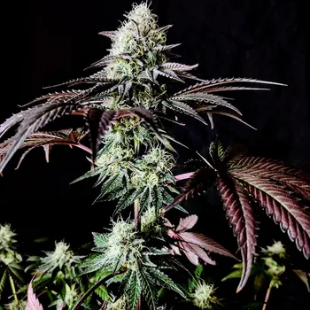 Semeno Pure Instinto - Garlic Cookies 3 ks