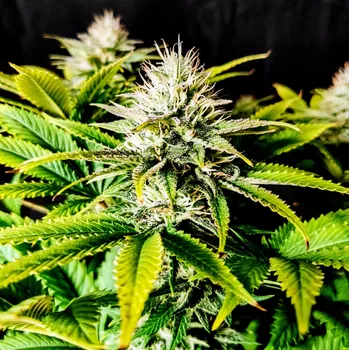 Semeno Pure Instinto - Grateful End OG 3 ks