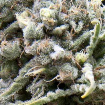 Semeno Pyramid Seeds - Auto White Widow CBD 3 ks