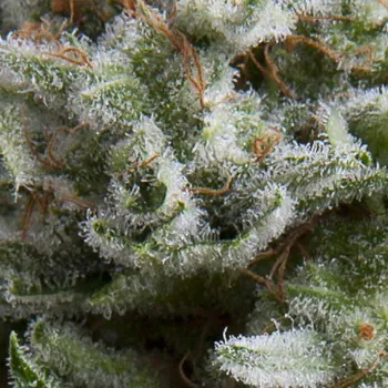Semeno Pyramid Seeds - Auto Anesthesia 50 ks