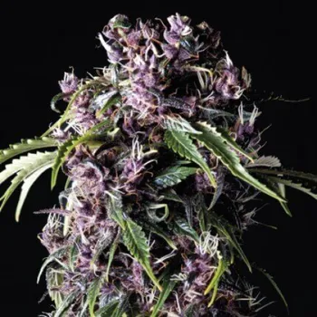 Semeno Pyramid Seeds - Purple 3 ks