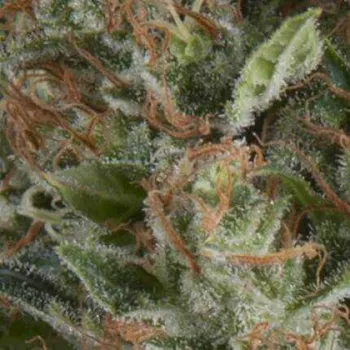 Semeno Pyramid Seeds - Auto Wembley 3 ks