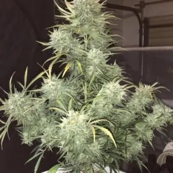 Semeno Phoenix Seeds - Strong Stuff Auto 3 ks