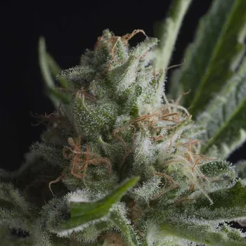 Semeno Pyramid Seeds - Shark CBD 3 ks