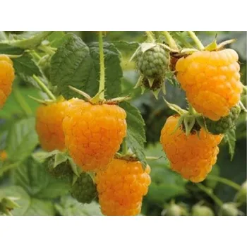 Sazenice Maliník 'Fall Gold' - remontantní Balení: kontejner RP2