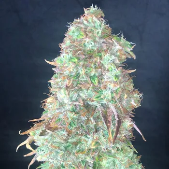 Semeno Pure Instinto - Shiskaberry 5 ks