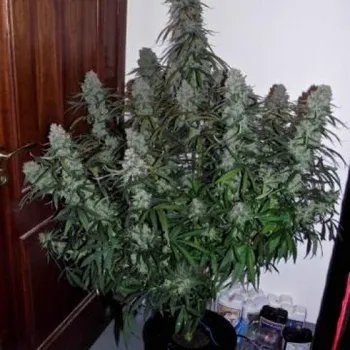Semeno Phoenix Seeds - Quick Flowering THC 1 ks