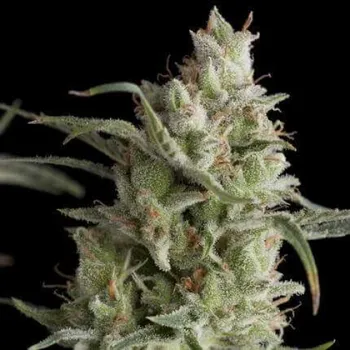 Semeno Pyramid Seeds - Super OG Kush 1 ks