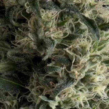 Semeno Pyramid Seeds - Auto Galaxy 3 ks