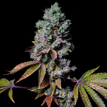 Semeno Pure Instinto - Mochi 3 ks