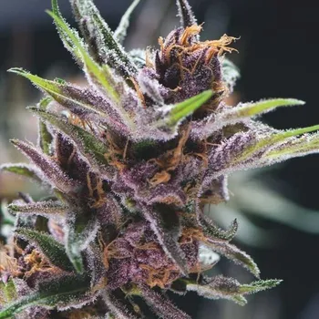 Semeno Pyramid Seeds - Black Cherry Punch 3 ks
