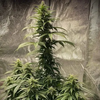 Semeno Pure Instinto - Strawberry Shortcake Auto 3 ks