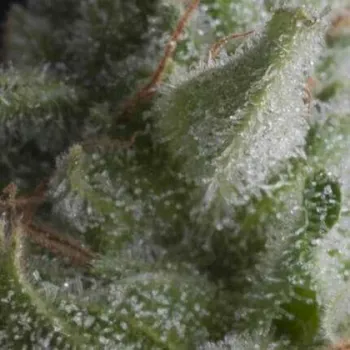 Semeno Pyramid Seeds - Auto Shark 5 ks