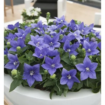 Sazenice Boubelík velkokvětý ´ASTRA BLUE´, kont. 0,5 l