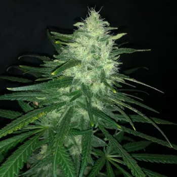 Semeno Pure Instinto - Wedding Cake 3 ks