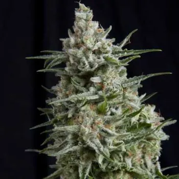 Semeno Pyramid Seeds - Anesthesia CBD 3 ks