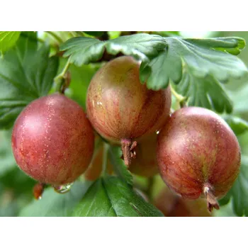 Sazenice Angrešt 'Achilles' kontejner RP2