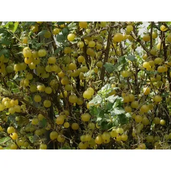 Sazenice Angrešt 'Lady Sun' Balení: kontejner RP2, keř